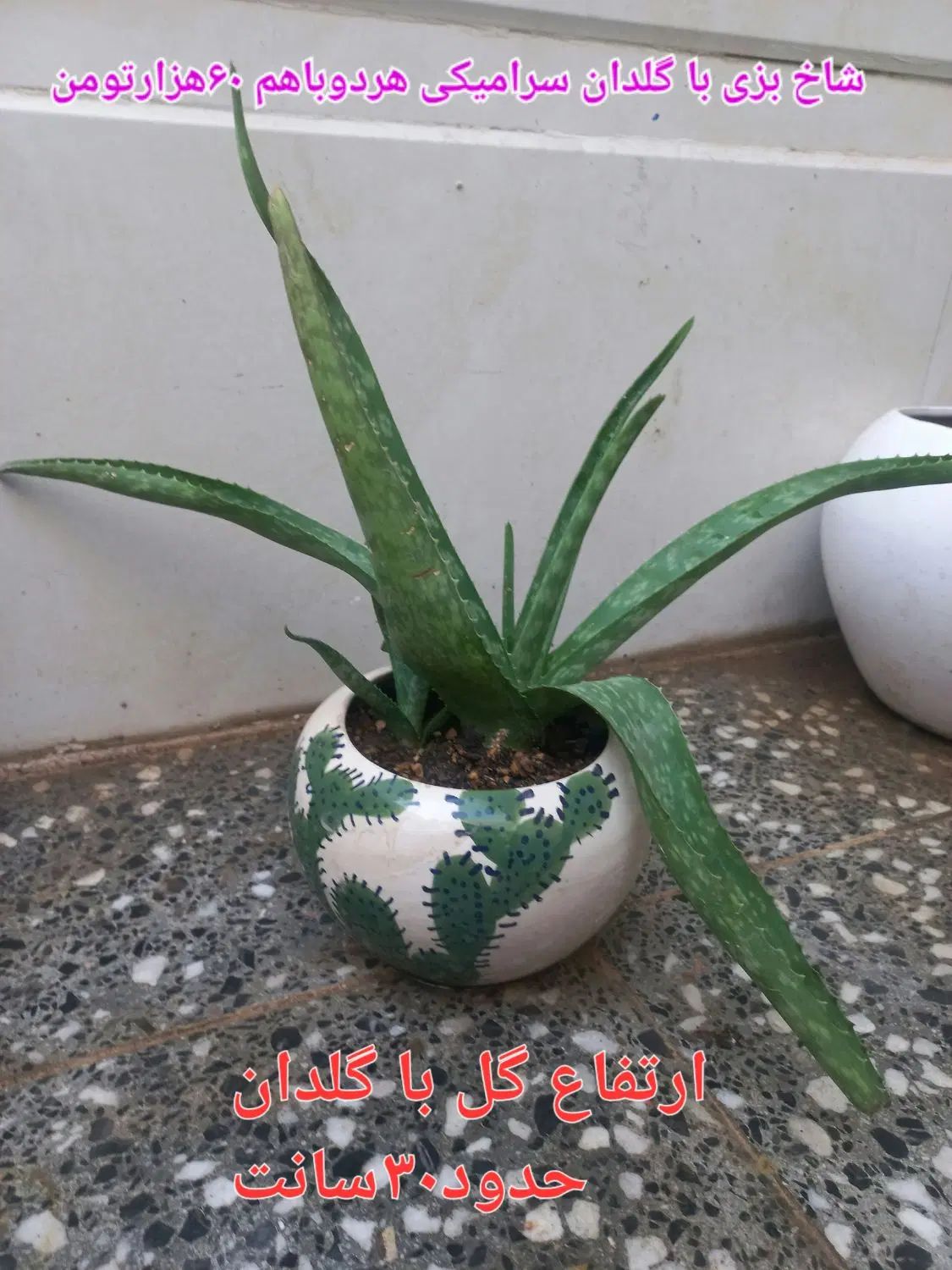 گل آلوئه ورا.گل طبیعی وگلدان سرامیکی وپلاستیکی|حراج|قم, باسکول|دیوار