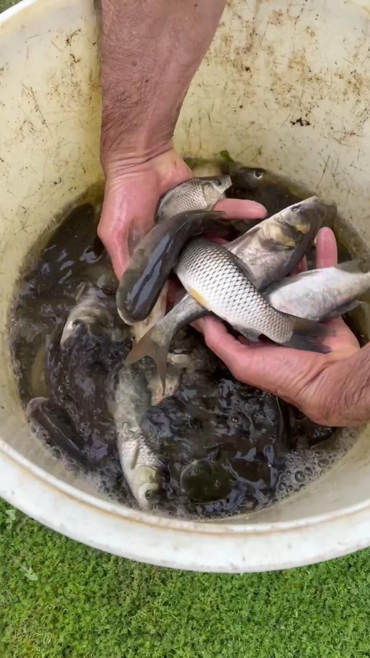 بچه ماهی|ماهی|رشت, حمیدیان|دیوار