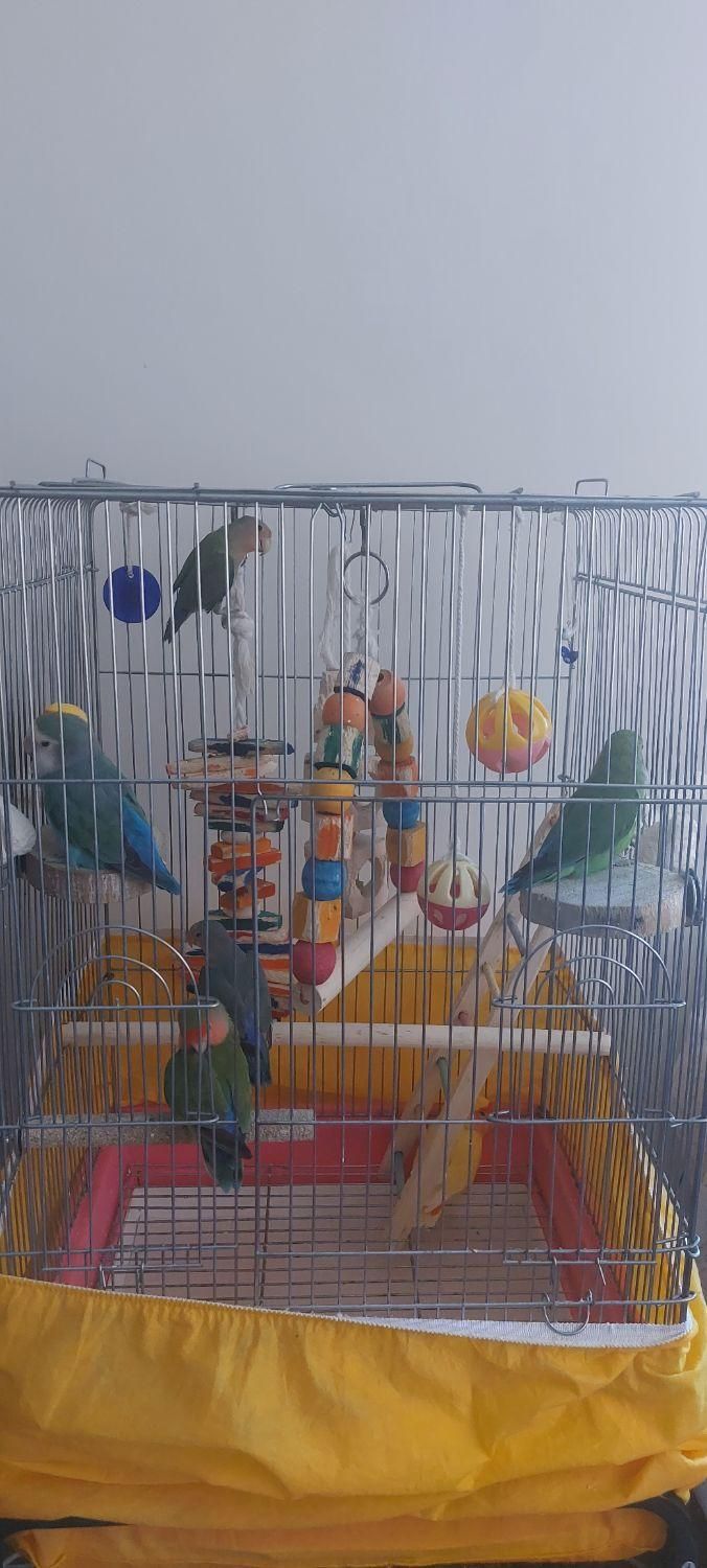 طوطی برزیلی سالم دوتا جفت تخم گذار و۳ جوجه بالغ|پرنده|تهران, سازمان آب|دیوار