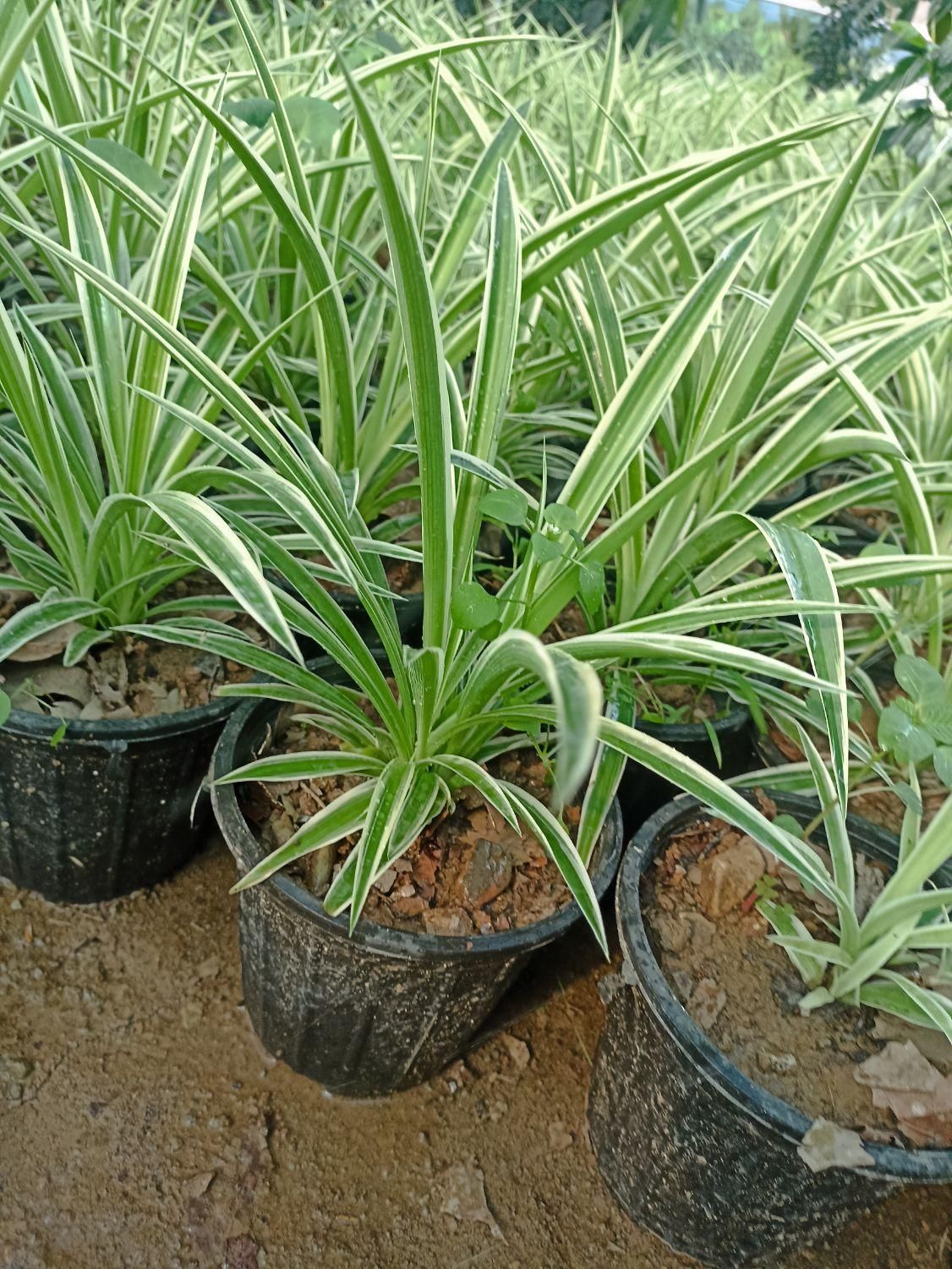 گندمی|گل و گیاه طبیعی|تهران, مشیریه|دیوار