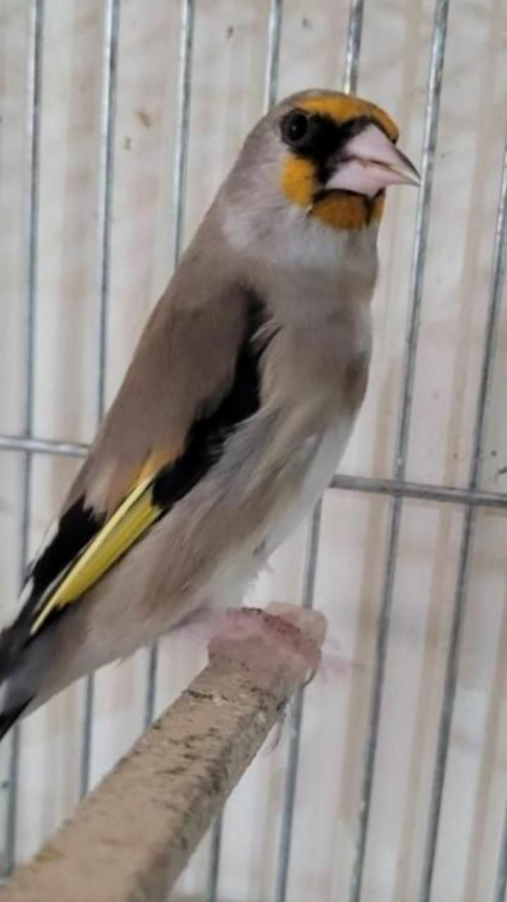 سهره سقا|پرنده|زرند, |دیوار