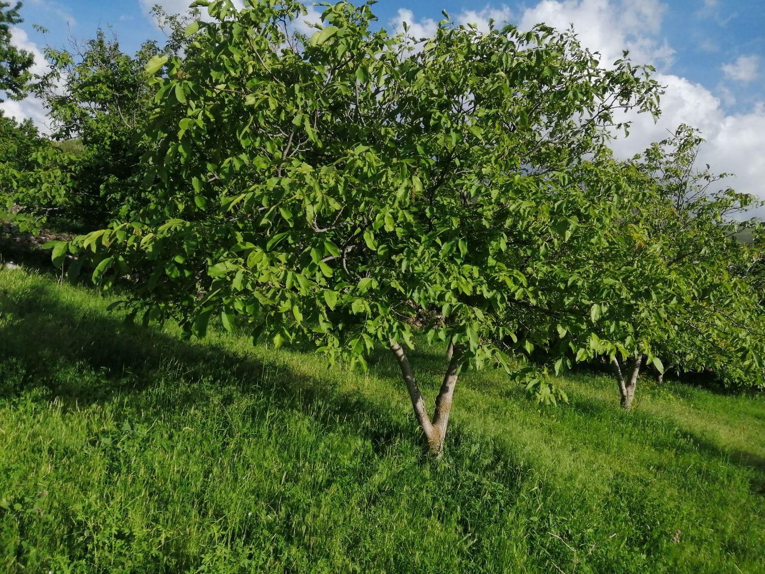 فروش آب در روستای عور|فروش زمین و ملک کلنگی|مشگین شهر, |دیوار