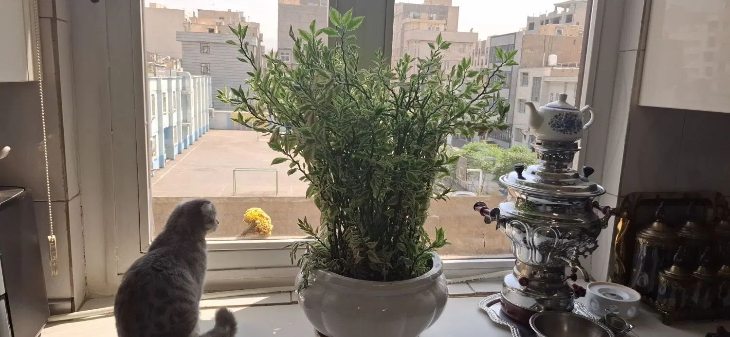 دو گلدان بسیار زیبا و سالم با گلدان سرامیکی|گل و گیاه طبیعی|ری, دولت‌آباد|دیوار