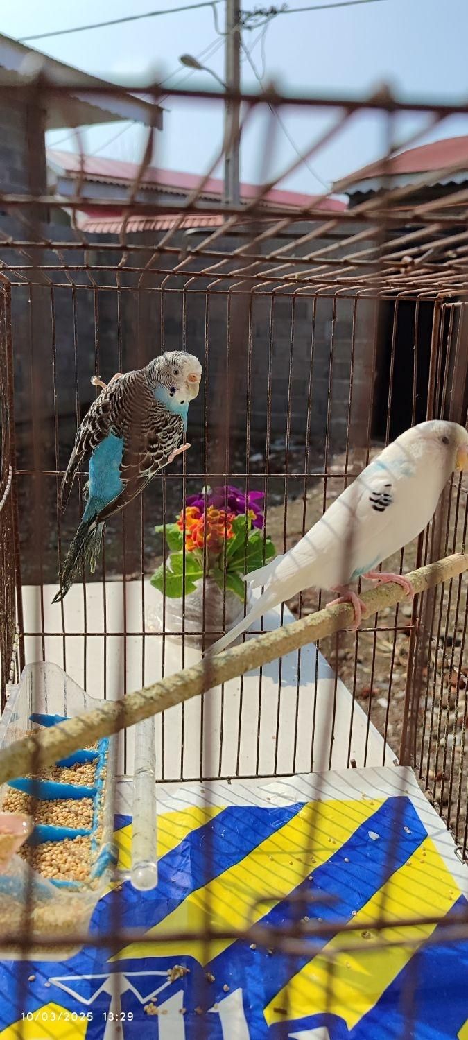 مرغ عشق|پرنده|رشت, حومه رشت|دیوار