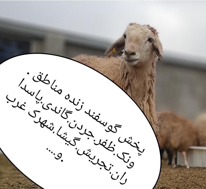 ٪گوسفند فروشی پایتخت .خرید حضوری وارسال بره زنده|حیوانات مزرعه|تهران, ونک|دیوار