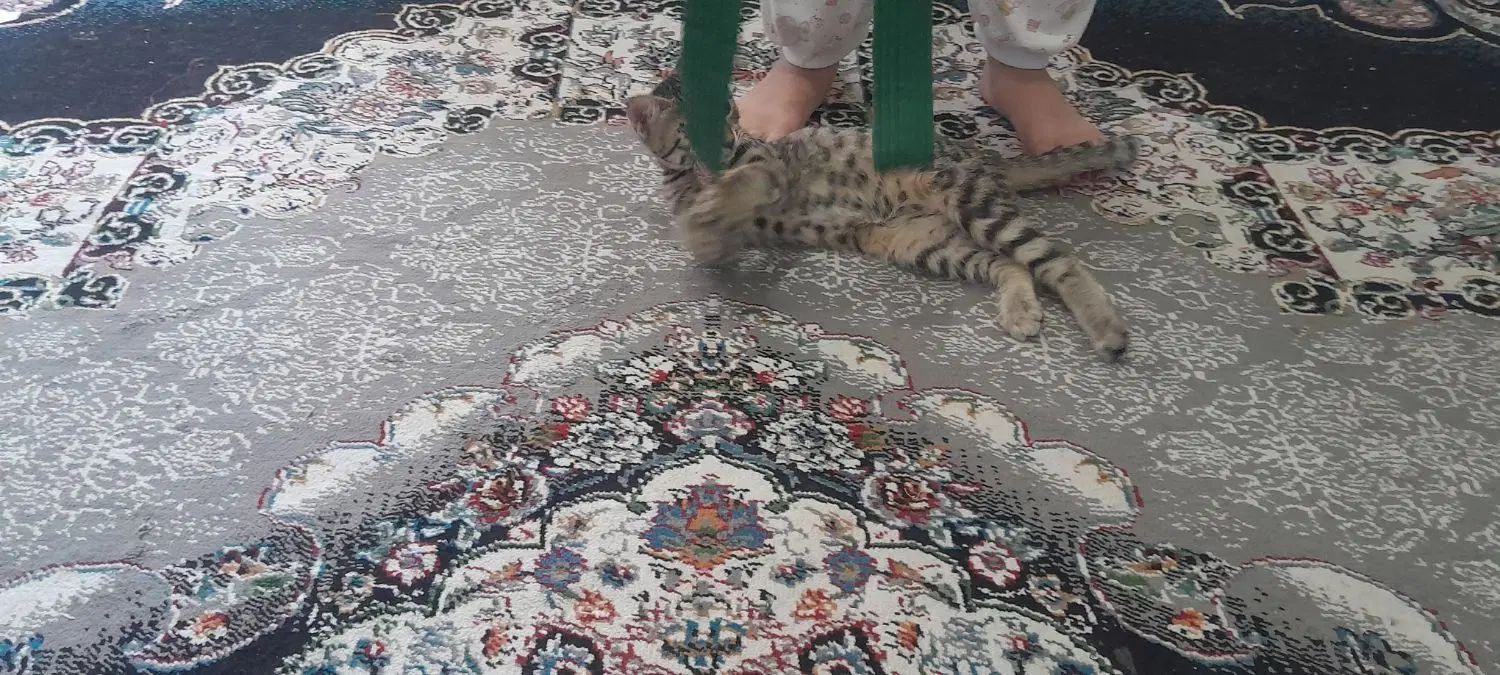 یک بچه گربه خانگی سالم بدون بیماری|گربه|مشهد, رسالت|دیوار