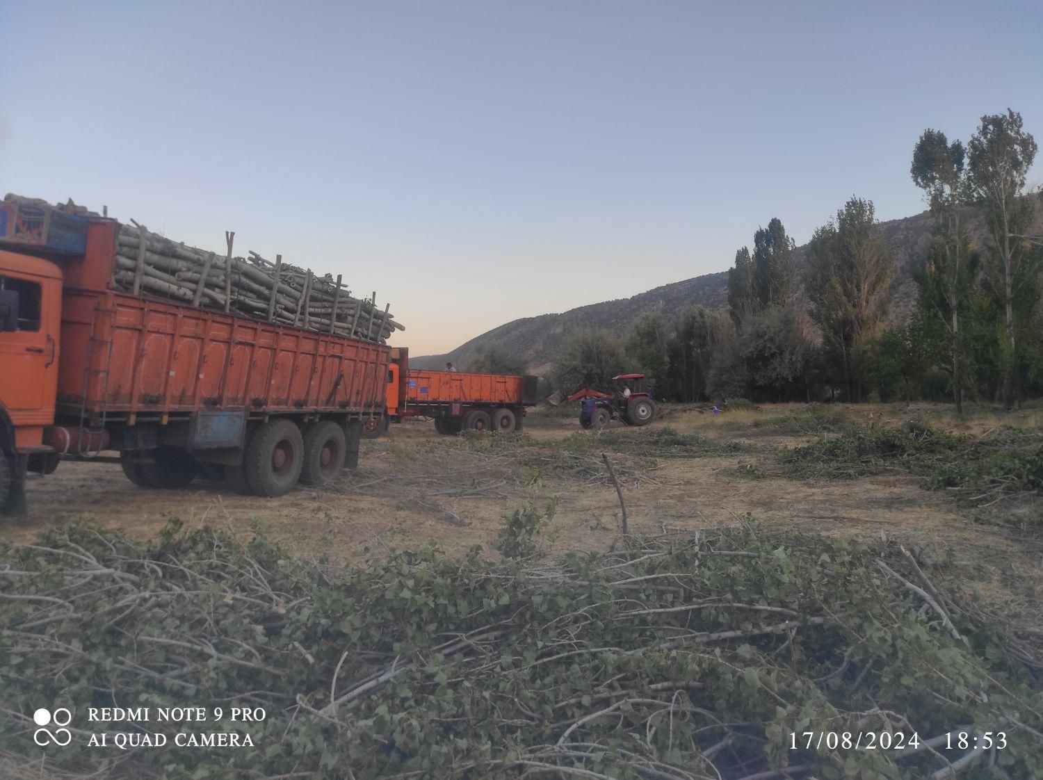 خرید و قطع درخت و چوب|خدمات باغبانی و درختکاری|کرمانشاه, |دیوار