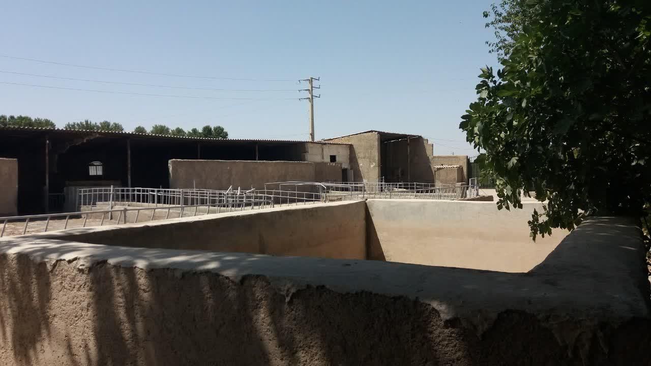 دامداری پرواری با سند ۶ دانگ  پروانه ۱۲۰ راسی|فروش دفتر صنعتی، کشاورزی، تجاری|ورامین, ورامین|دیوار