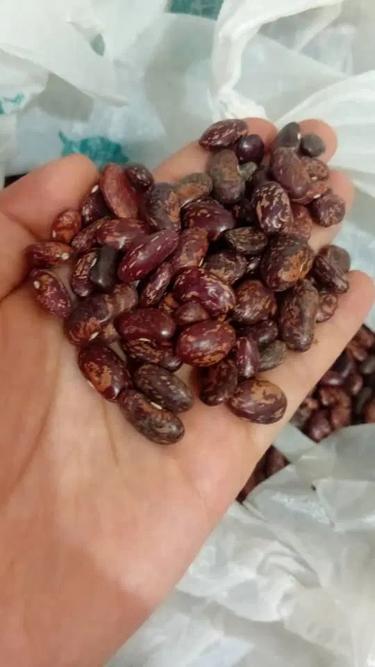 لوبیا چیتی درشت|خوردنی و آشامیدنی|کرج, پارک علم و فناوری البرز|دیوار