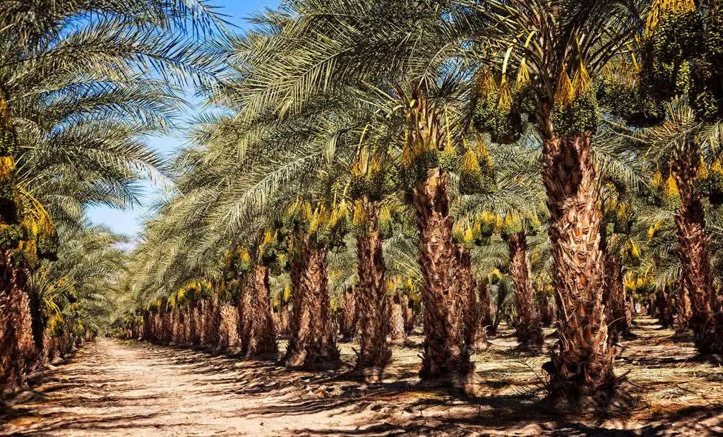 انار انجیر انگور نخل خرمانهال درخت نهالستان تولیدی|خدمات باغبانی و درختکاری|قم, عمار یاسر|دیوار