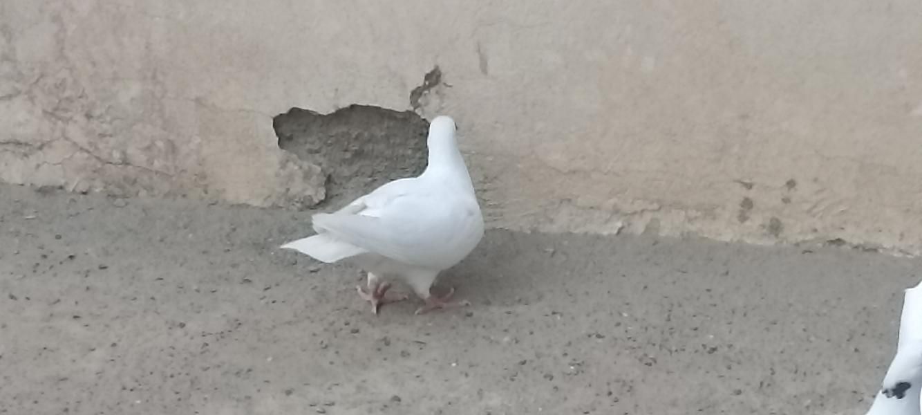 گمشده کبوتر . سار|پرنده|گناباد, |دیوار