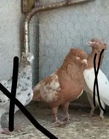 کفتر جوجه رنگه کرمونی دم هودی کله زرد سیاه|پرنده|مشهد, رضاشهر|دیوار