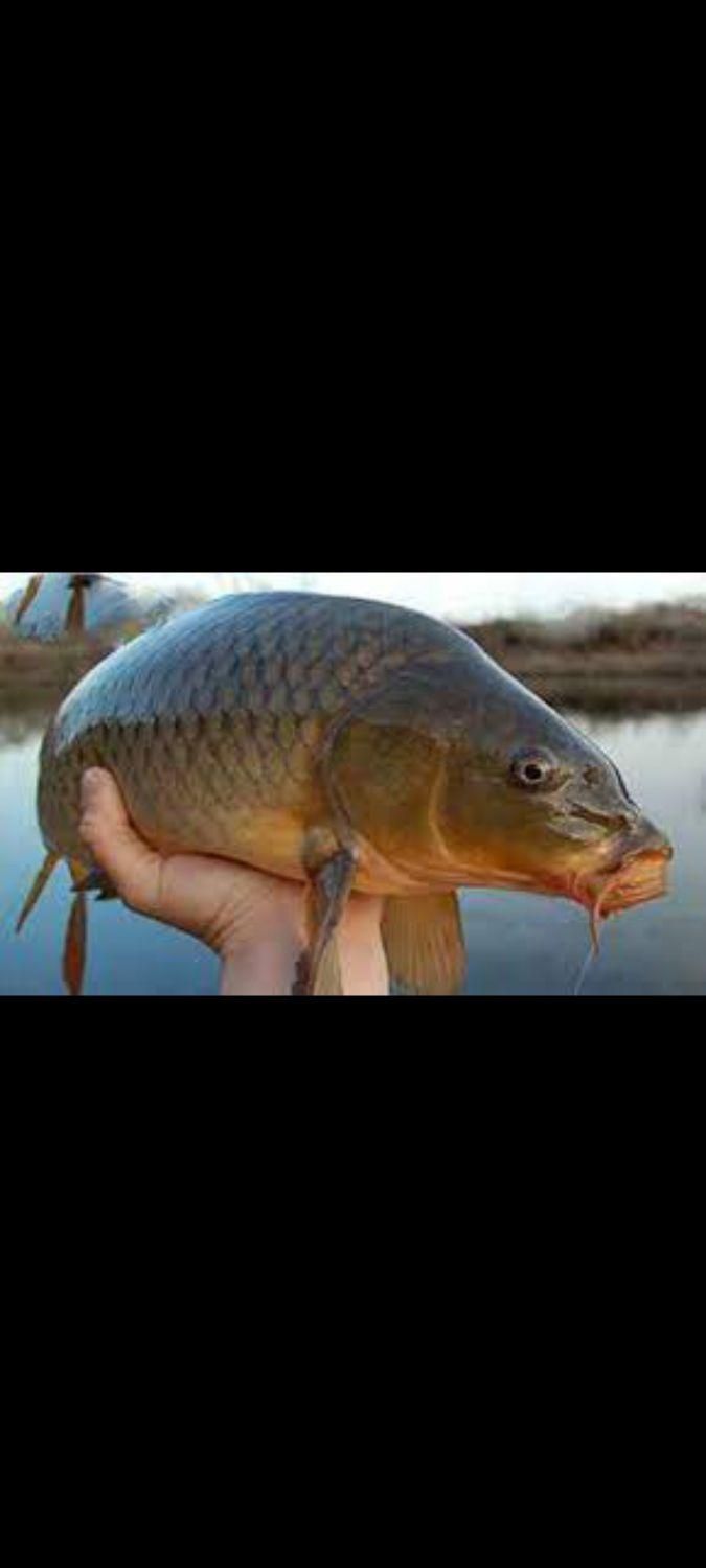 صید ماهی کپور امور|ماهیگیری|پاکدشت, پاکدشت (مامازند)|دیوار