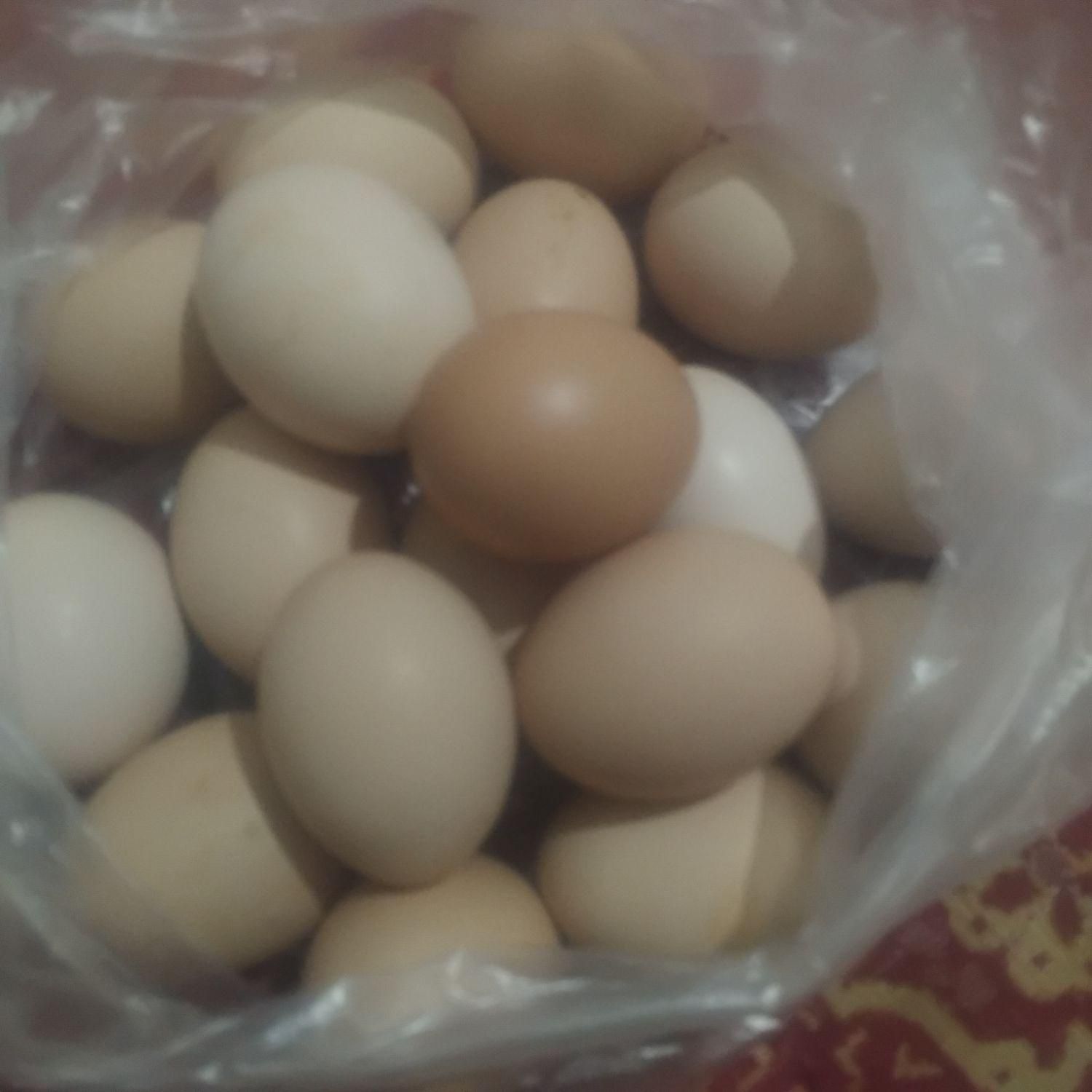 تخم‌مرغ خانگی|حیوانات مزرعه|تربت‌حیدریه, باغ سلطانی|دیوار