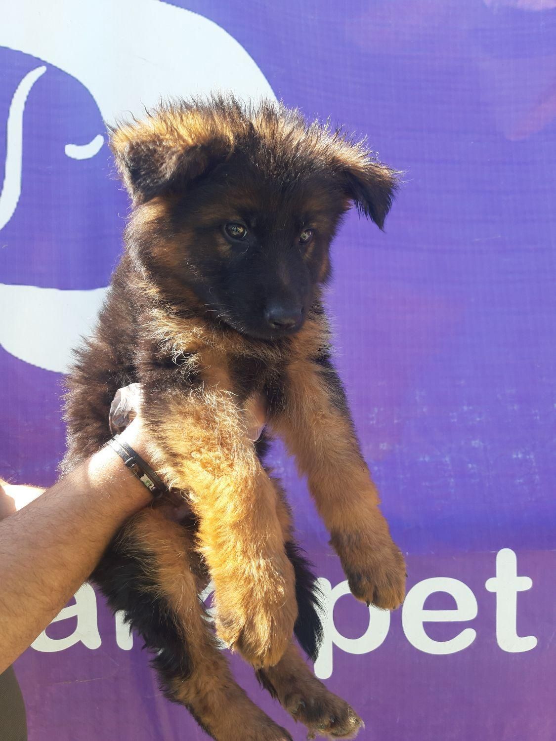 سگ ژرمن شپرد نگهبان شاخه شولاین|سگ|تهران, خلیج فارس|دیوار