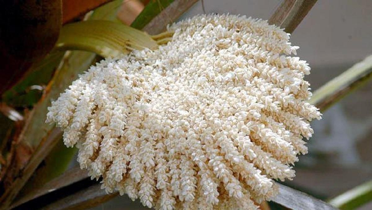 گرده نخل نر خرما ، معجزه طبیعت|خوردنی و آشامیدنی|تهران, توحید|دیوار