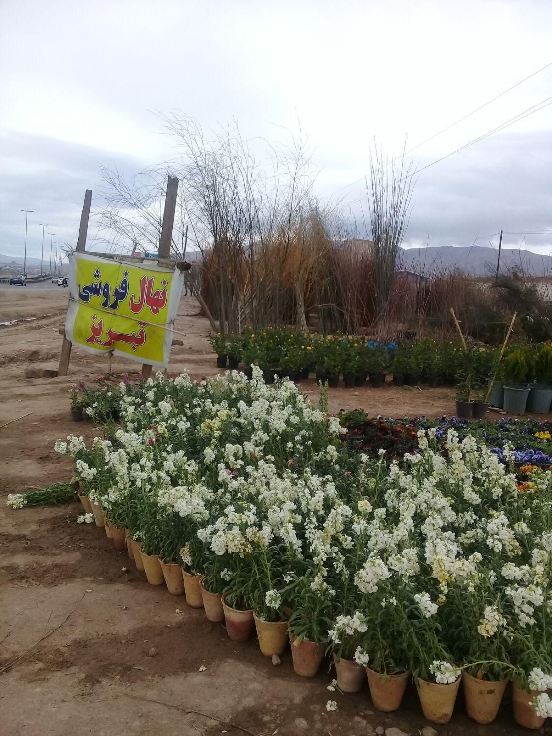 نهال پسته|خدمات باغبانی و درختکاری|تبریز, |دیوار