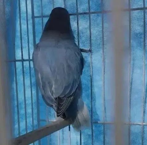 3عددکوتوله دستی رام جف مرغ عشق اسپانگل رنگین کمانی|پرنده|سبزوار, ولیعصر (نجار آباد)|دیوار