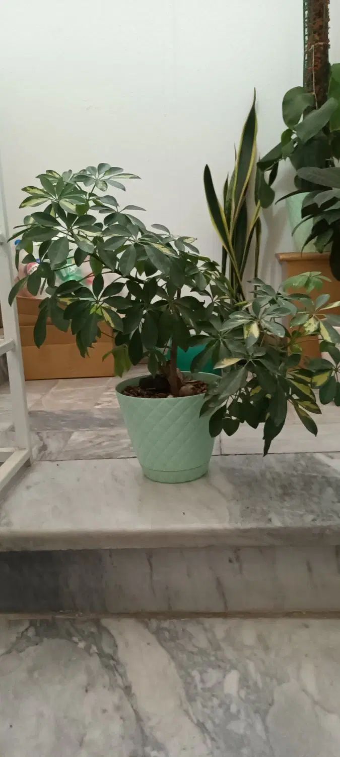 گل های برگ عبایی شفلرا پدیلانتوس و کروتون|گل و گیاه طبیعی|تهران, مینی‌سیتی (شهرک نفت)|دیوار
