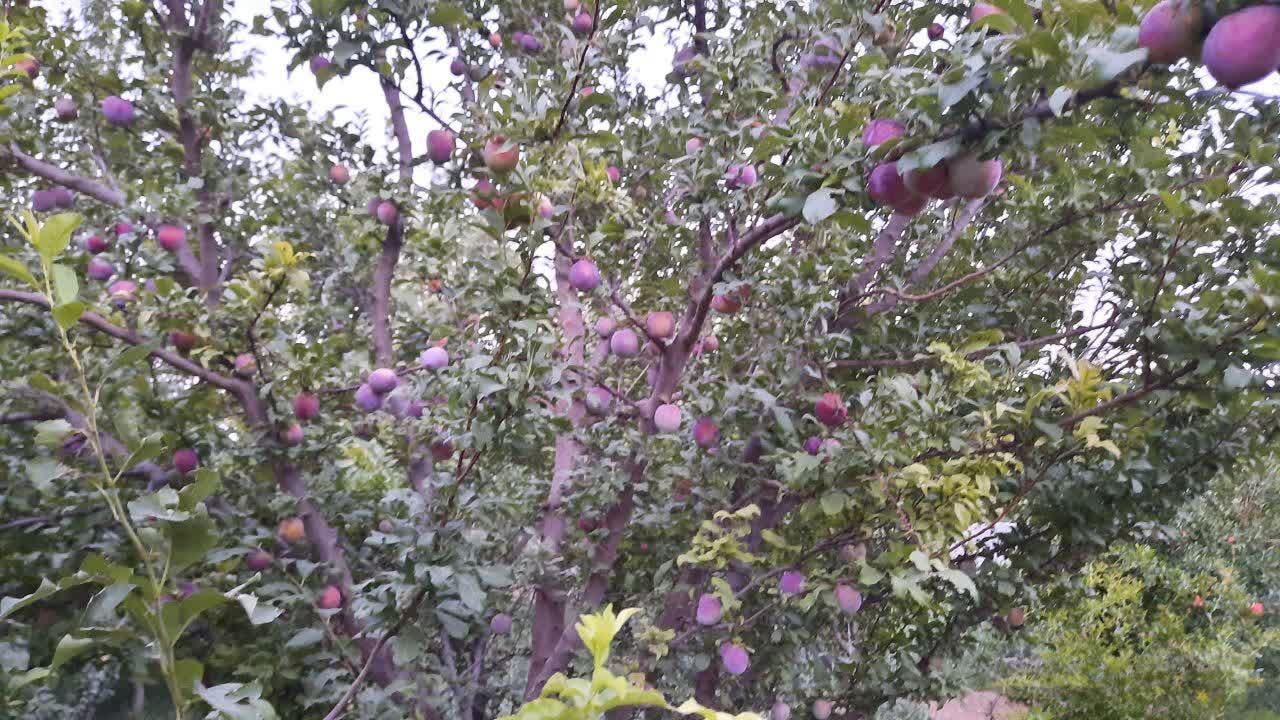 فروش یا معاوضه خانه باغ در روستای غربالبیز|فروش خانه و ویلا|مهریز, |دیوار