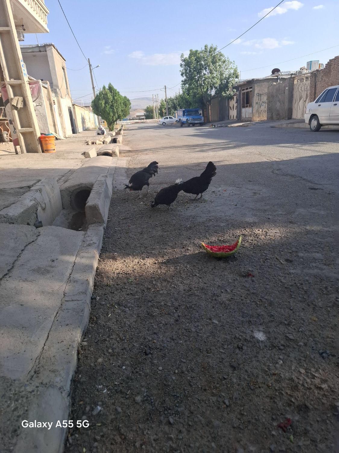 مرغ وخروس لهستانی|حیوانات مزرعه|صحنه, |دیوار