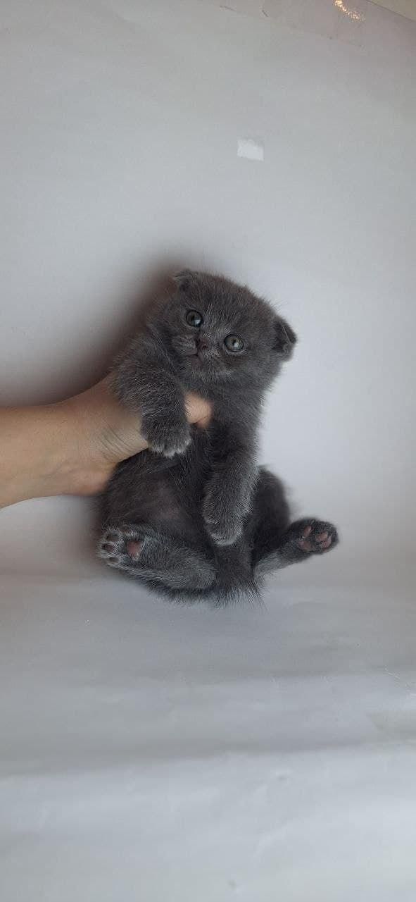 ملوسک های خوشگل|گربه|همدان, |دیوار