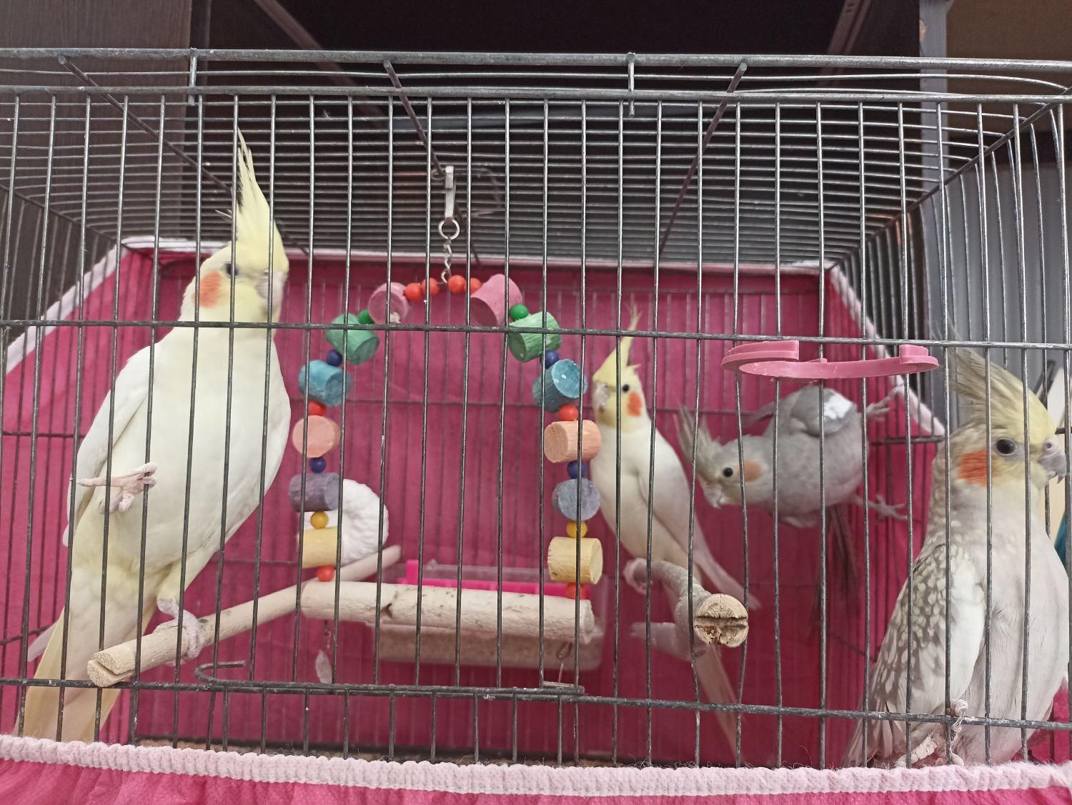 عروس هلندی|پرنده|فولادشهر, مسکن مهر فولادشهر|دیوار