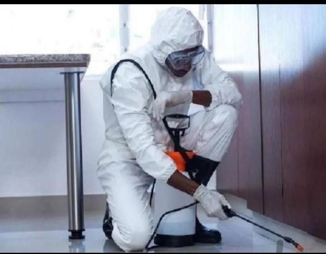 موریانه زدایی و سمپاشی سوسک کابینتی تضمینی|خدمات نظافت|دزفول, |دیوار