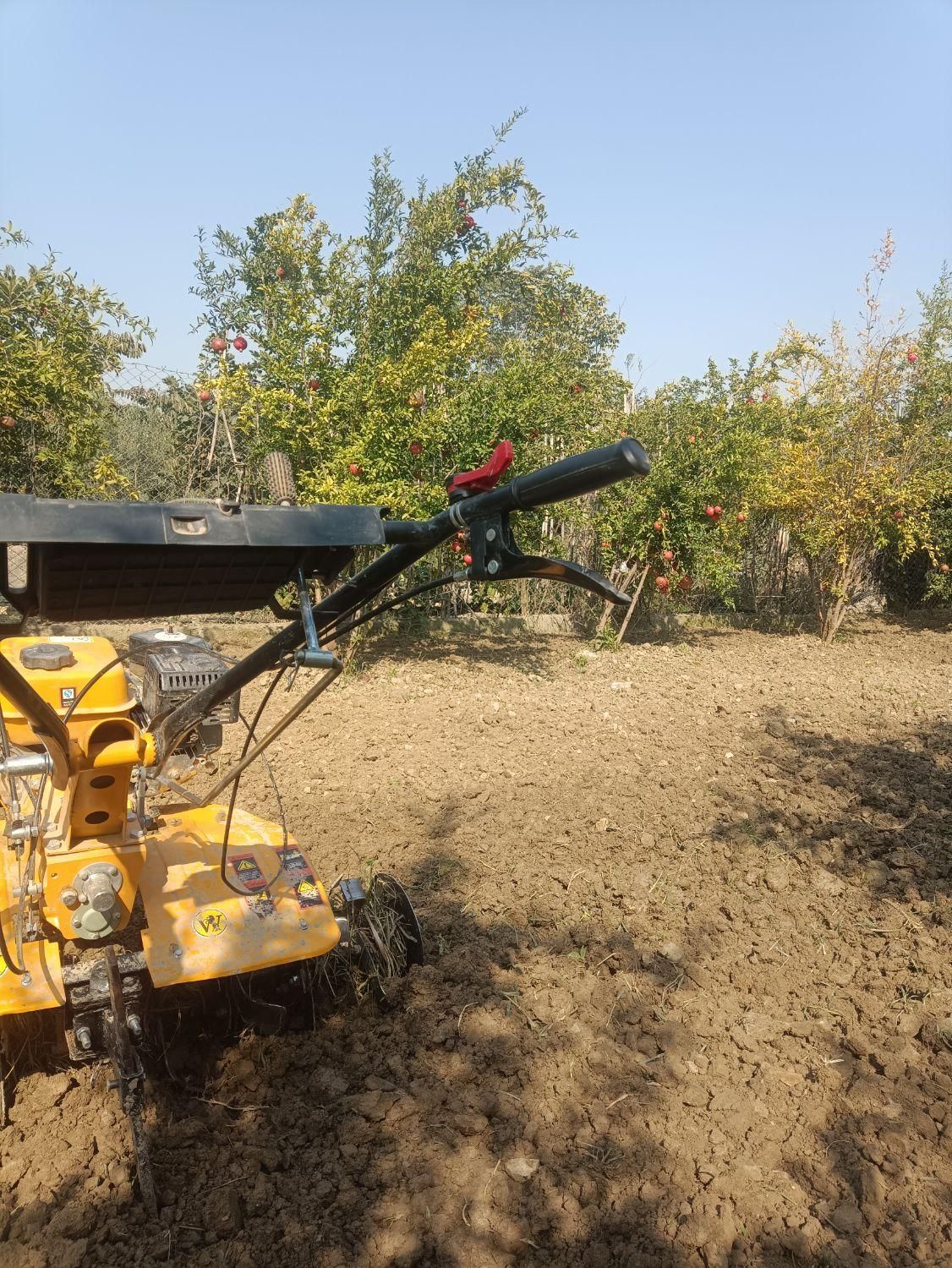 هرس کردن درخت|خدمات باغبانی و درختکاری|گرگان, |دیوار