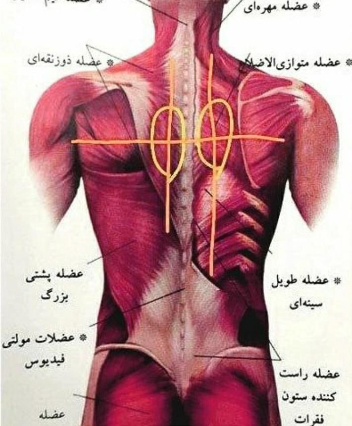 روغن های ترکیبی ماساژ تضمینی|آرایشی، بهداشتی، درمانی|ارومیه, |دیوار