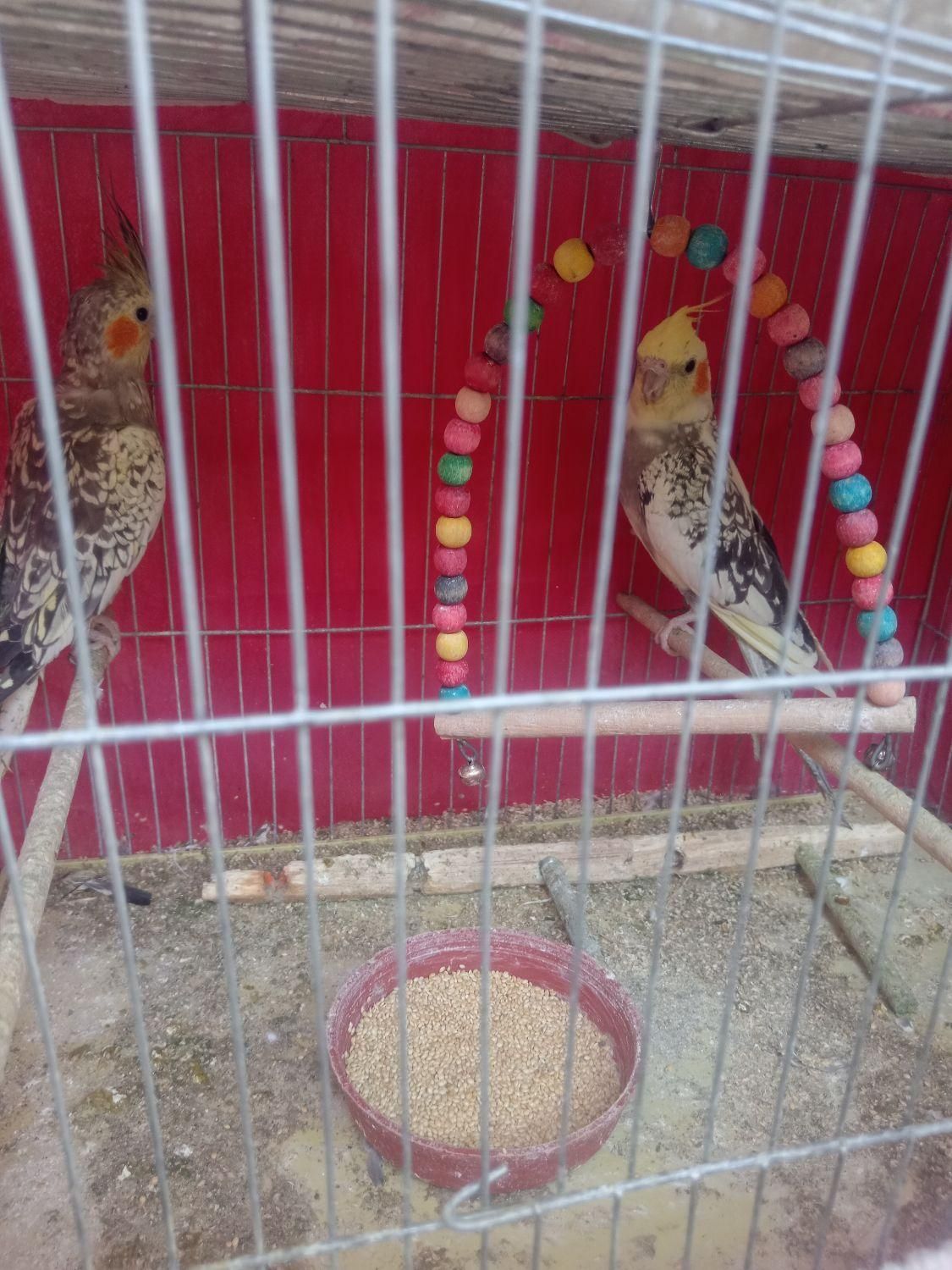 عروس هلندی|پرنده|نجفآباد, جلال آباد|دیوار