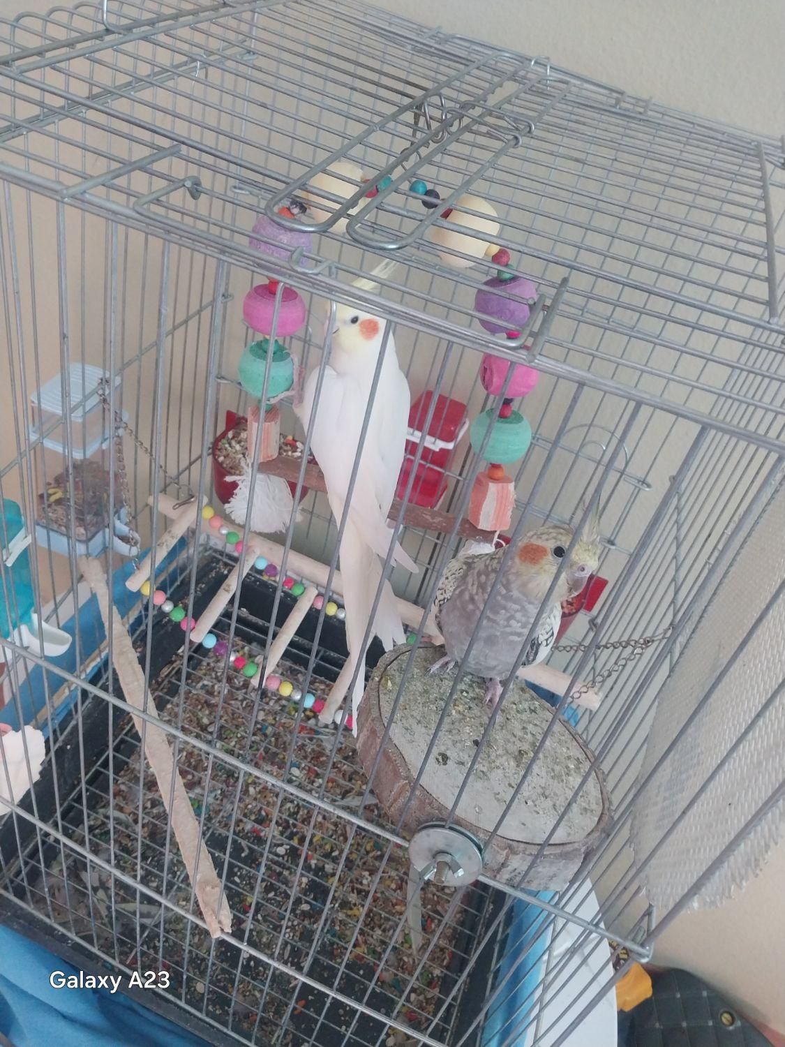 عروس هلندی نر و ماده سرحال|پرنده|پاکدشت, پارچین|دیوار