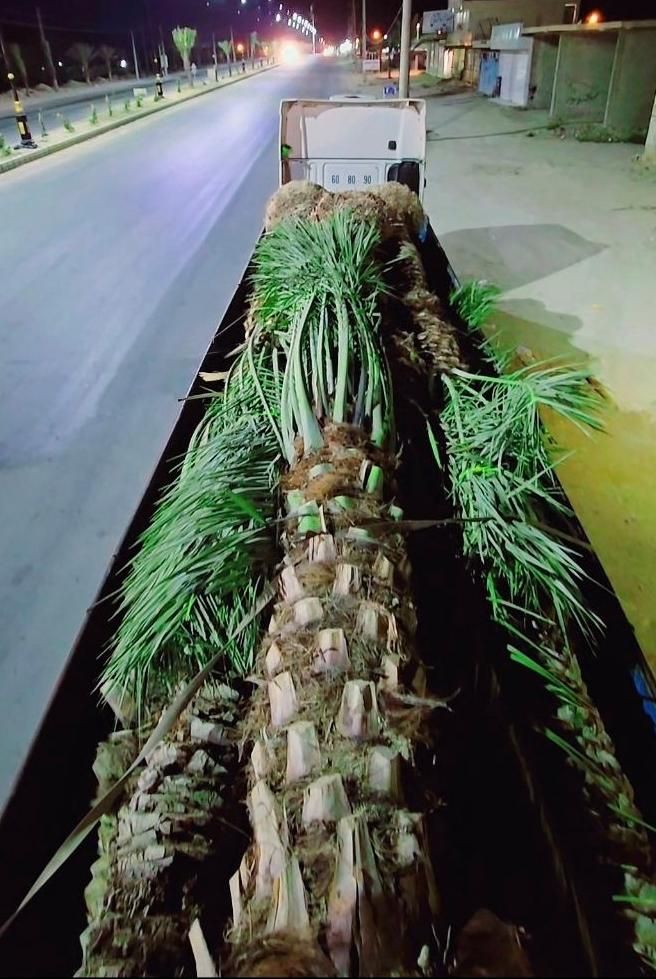 ریشه پرس اصل نخل تضمینی پالم مقاوم فنیکس|خدمات باغبانی و درختکاری|بیرجند, |دیوار