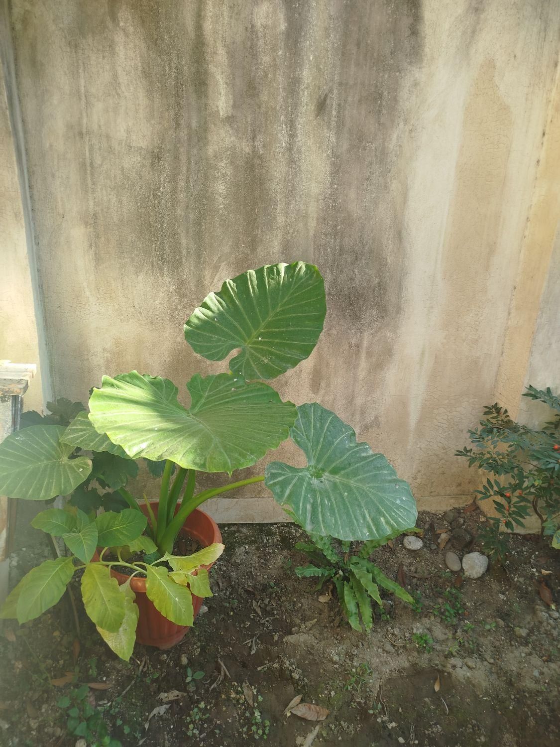 باباآدم|گل و گیاه طبیعی|رشت, تازه آباد|دیوار