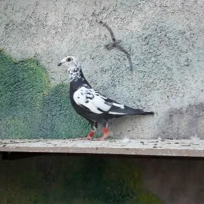 تعدادی کفتر|پرنده|گناباد, |دیوار