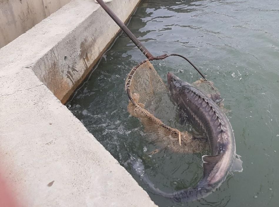 اجراء استخرهای بلوکی و بتنی پرورش ماهی|خدمات پیشه و مهارت|رشت, شهرک شهید مفتح|دیوار