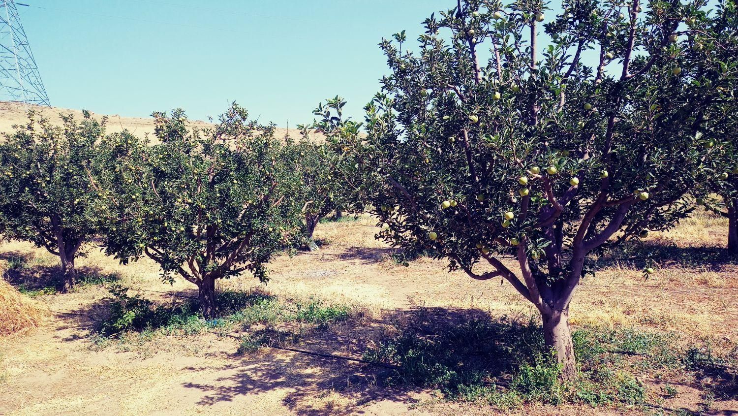 باغ 500 متری در یاغبستلو اهر|فروش دفتر صنعتی، کشاورزی، تجاری|اهر, |دیوار