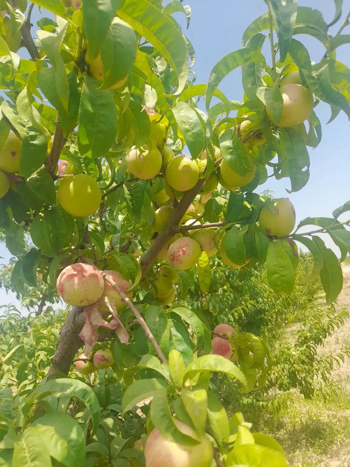 شلیل شمس ممتاز|خوردنی و آشامیدنی|تهران, امام زاده حسن|دیوار