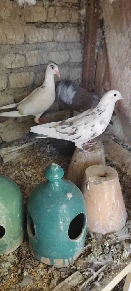 سه تا کبوتر|پرنده|اصفهان, آفاران|دیوار