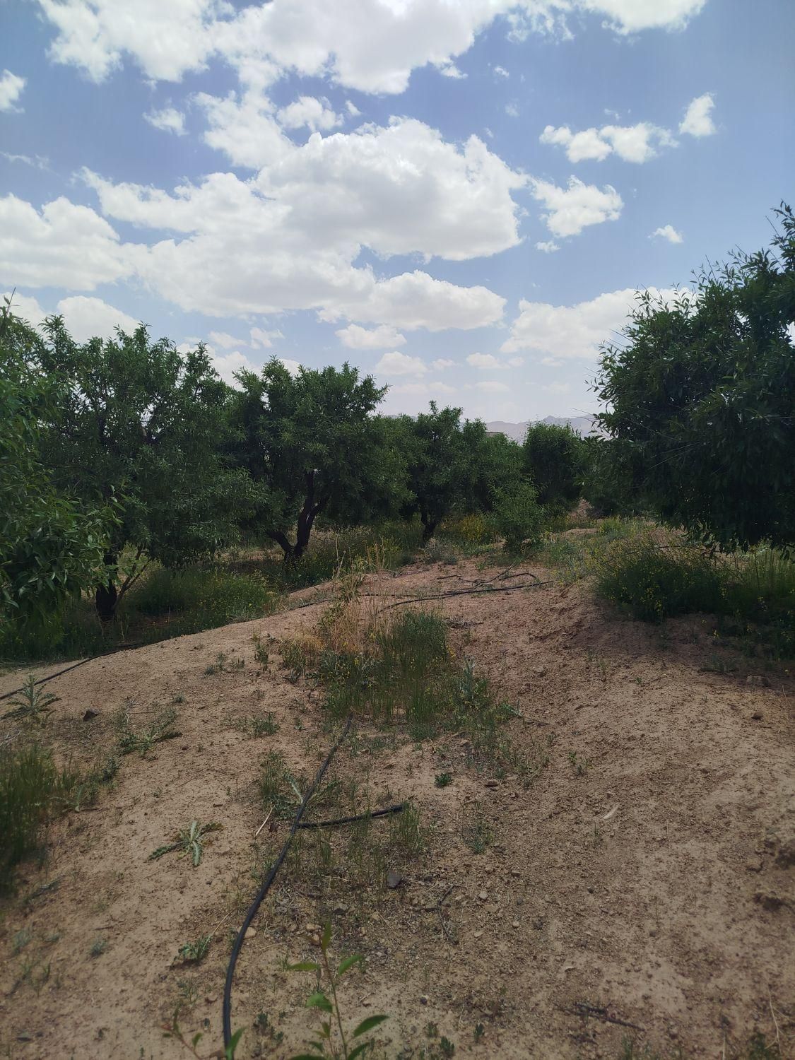 فروش باغ۵۶۰ متری محدوده پل زمانخان روستایی ش|فروش زمین و ملک کلنگی|اصفهان, آزادگان|دیوار