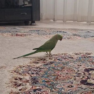 ملنگو|پرنده|مشهد, بهارستان|دیوار