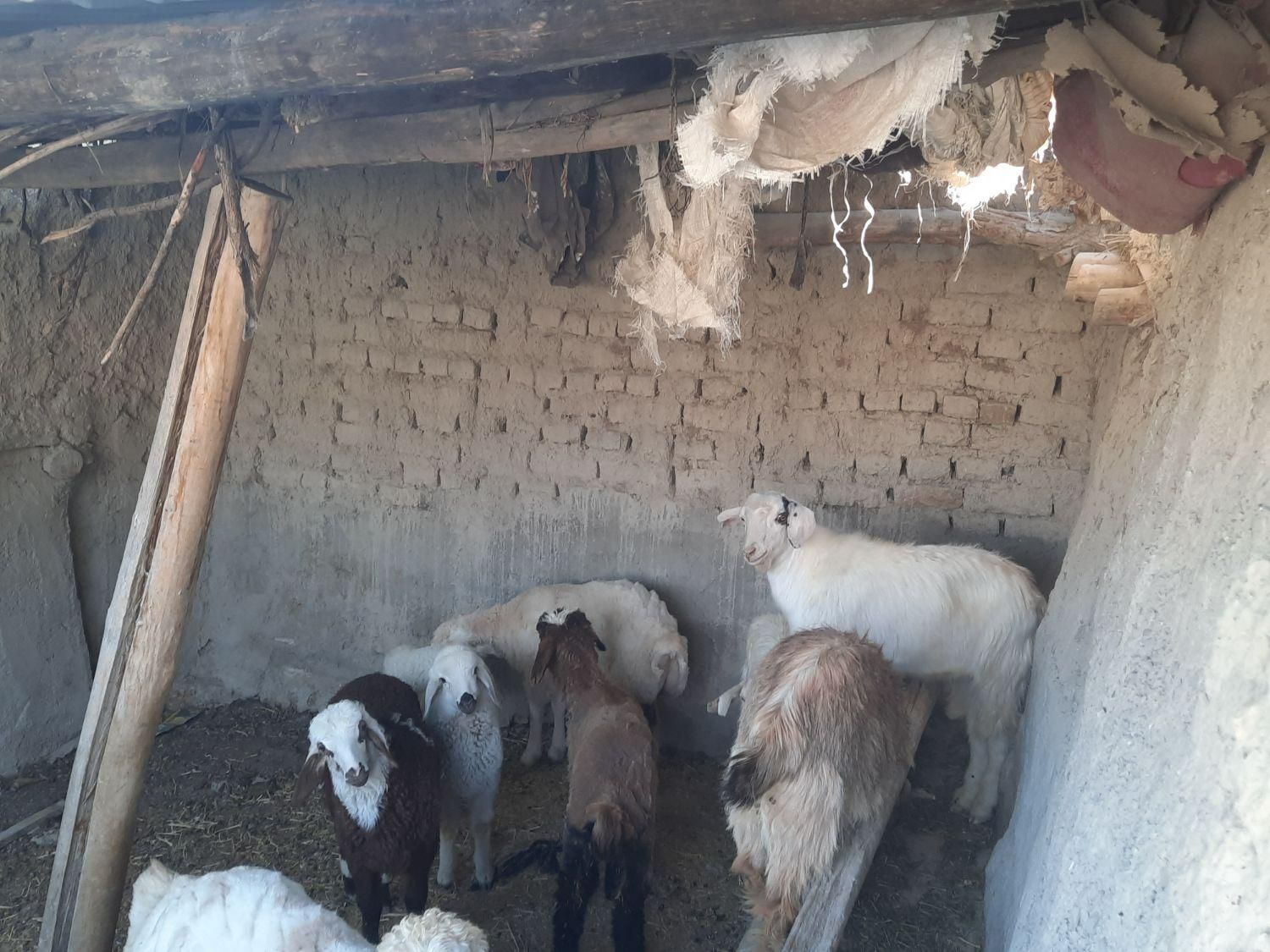 دوعدد نر سانان حدودا ۳۰کیلو هرکدام ۱۲۰۰۰۰۰۰ ملیون|حیوانات مزرعه|شیروان (خراسان), |دیوار