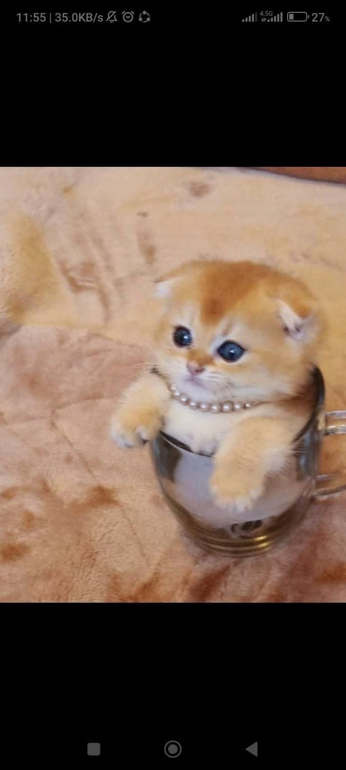 گربه اصالت دار و خالص از همه نژاد ها|گربه|قم, سراجه (۱۵ خرداد)|دیوار