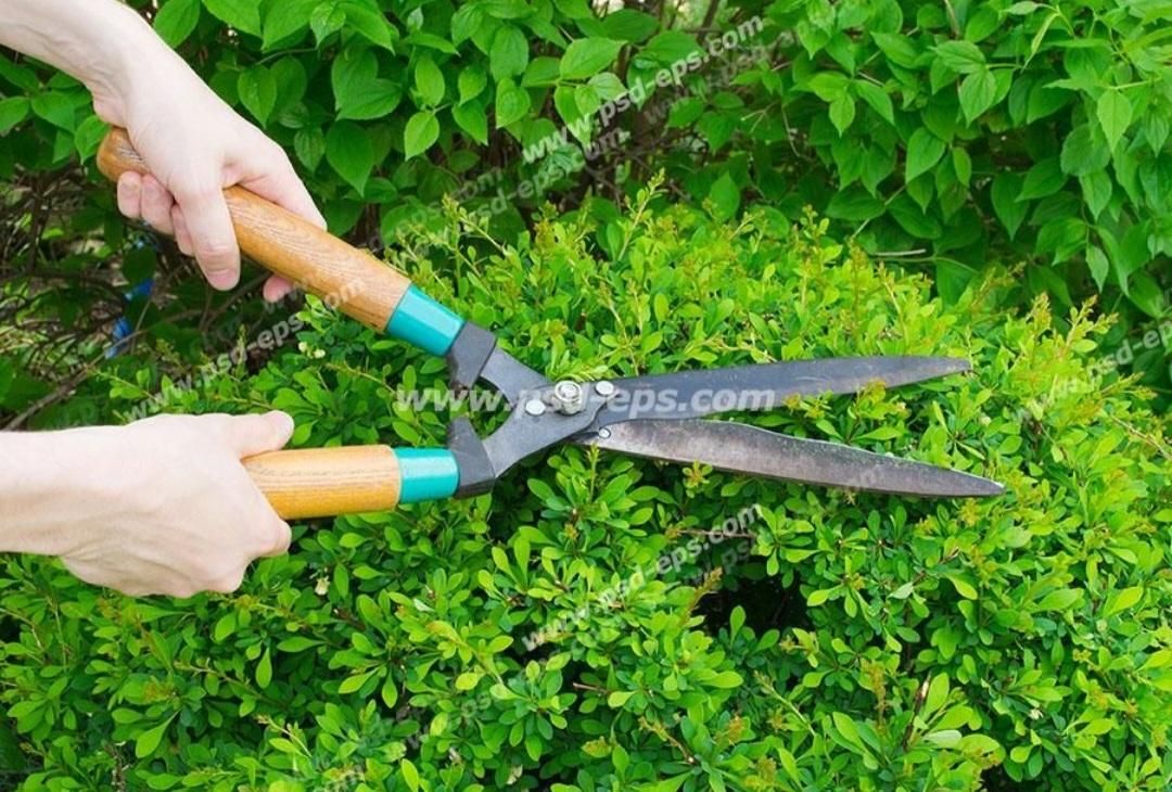 خدمات باغبانی وهرس درختان|خدمات باغبانی و درختکاری|آمل, |دیوار