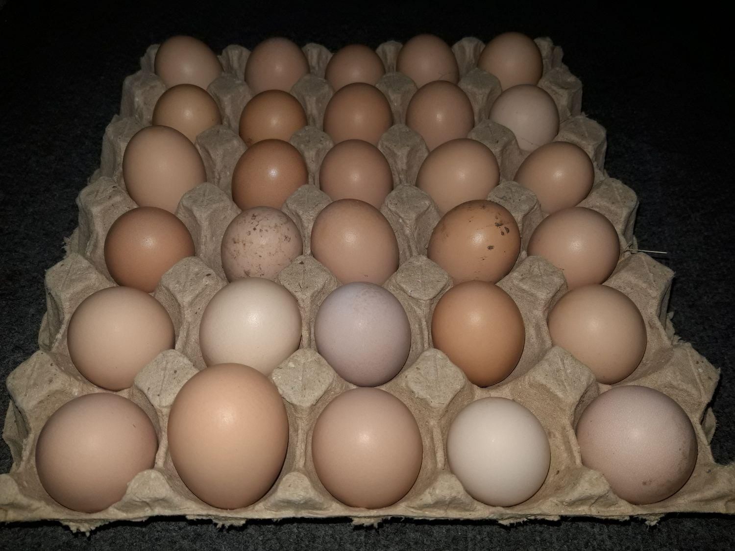 تخم مرغ محلی خوراکی و نطفه دار|خوردنی و آشامیدنی|کلاچای, |دیوار