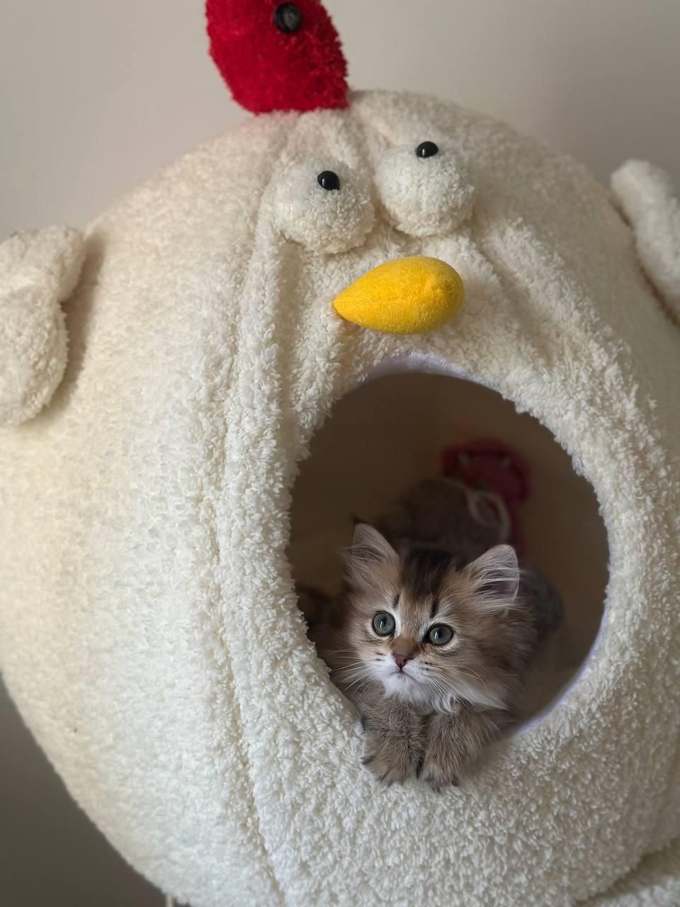 شهر گربه های خانگی سیلور و بلو و گلد|گربه|محمدشهر, شهرک پیام (مهرالبرز)|دیوار