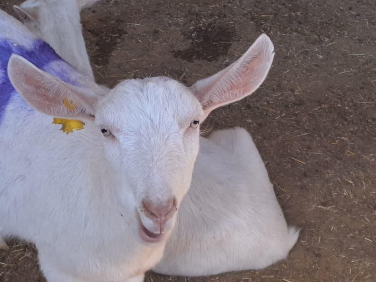 فروش بز مورسیا ، بز سانن،..|حیوانات مزرعه|اصفهان, مولوی|دیوار