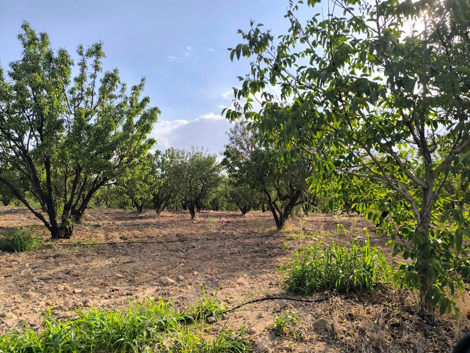 هزارمتر زمین|فروش زمین و ملک کلنگی|شاهین‌شهر, فردوسی|دیوار