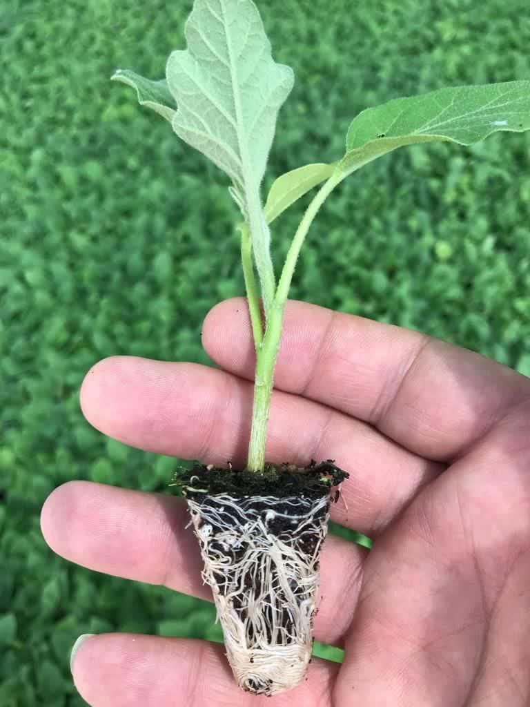 نشا فلفل بادمجان گوجه|خدمات باغبانی و درختکاری|کازرون, |دیوار