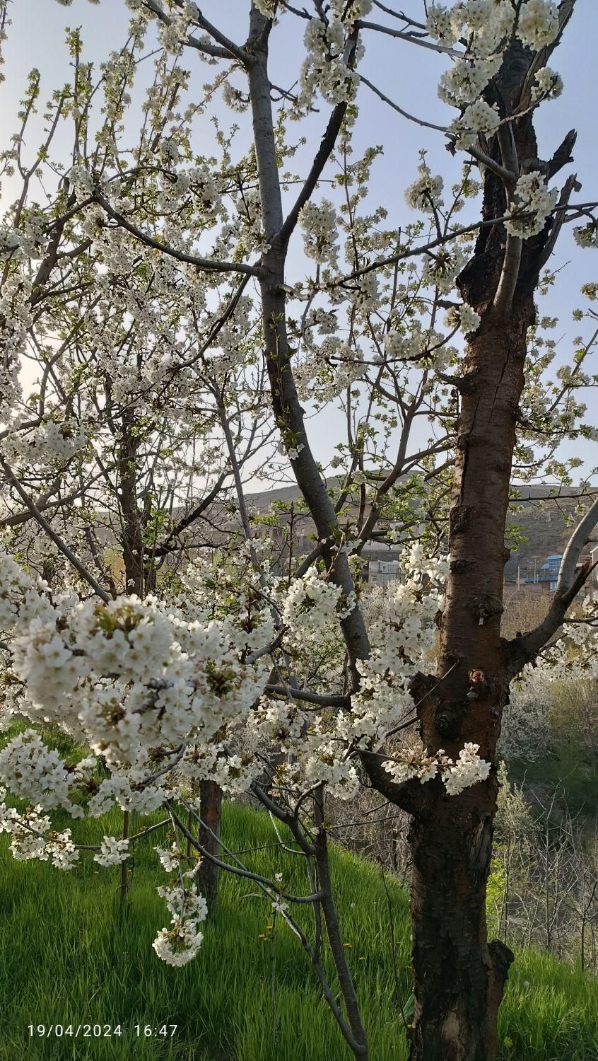 باغ ییلاقی در روستای اردمه|فروش زمین و ملک کلنگی|مشهد, کوی سیدی|دیوار